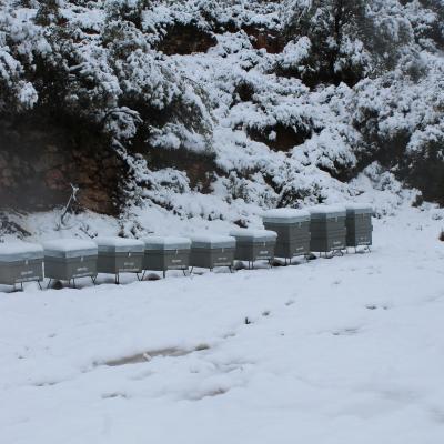 Hivernada Apicultura 2