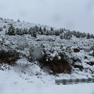 Hivernada Apicultura