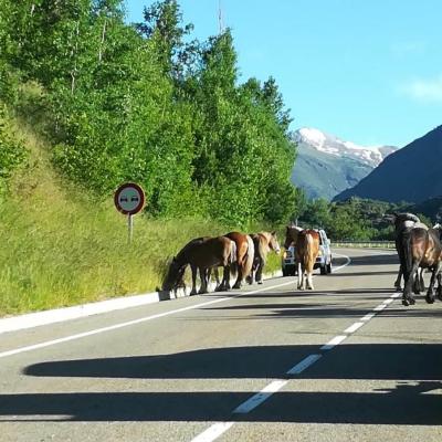 Transhumancia Apicultura